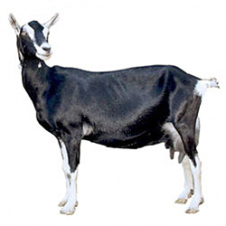 British Alpine Goat